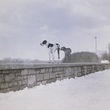 Two dogs standing on a wall looking observant Photographic Print by M. Neugebauer