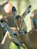 Two Impalas taking care of each other,  Kruger National Park, South Africa Photographic Print by Gabriela Staebler