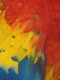 Scarlet Macaw Feathers Lámina fotográfica por Bob Krist Scarlet Macaw Feathers Lámina fotográfica por Bob Krist
