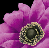 Brilliant Blooms II Print by Linda Wood