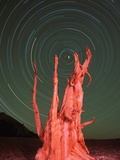 Star Trails and Bristlecone Pine Tree Photographic Print by Frank Lukasseck
