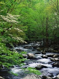 Stream in Lush Forest Fotografie-Druck von Ron Watts