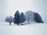 Group of trees in winter Photographic Print by Herbert Kehrer