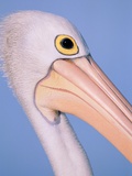Australian pelican Photographie par Theo Allofs