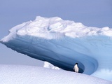 Antarctica, adelie penguin in front of iceberg Lámina fotográfica por Frans Lemmens