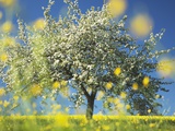 Apple Tree in Bloom Fotografie-Druck von Frank Krahmer
