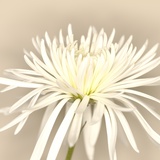 White Chrysanthemum Photographic Print by Brian Yarvin