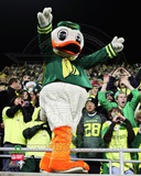 Puddles, the University of Oregon Ducks Mascot Photo Puddles, the University of Oregon Ducks Mascot Photo