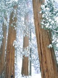 Redwood giants in winter, California, USA Photographic Print by Theo Allofs