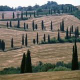 Cypresses and stubble fields in the Tuscany Photographic Print by Wolfgang Meier