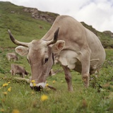 Cattle on pasture, Switzerland, Europe Photographic Print by Alexander Benz