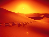 Footprints in desert Fotografie-Druck von Frank Krahmer