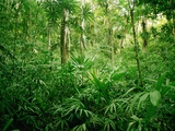 Jungle, Tikal, Guatemala Fotografisk tryk