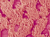 Trachea of a Rat Lámina fotográfica por Micro Discovery