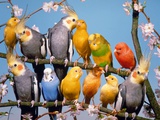 Canaries, budgies and cockatiels perched together Photographic Print by Hans Reinhard