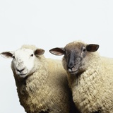 Sheep Standing Side by Side Photographic Print by Adrian Burke