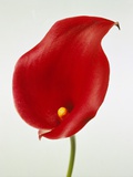 Calla Photographic Print by Josh Westrich