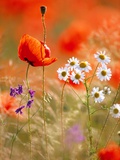 Poppy, camomile and larkspur Fotografisk tryk af Herbert Kehrer Poppy, camomile and larkspur Fotografisk tryk af Herbert Kehrer