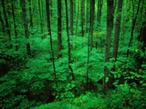 Forest in Great Smoky Mountains Photographie par Cody Wood