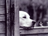 Dog Looking Over Fence Photographic Print by Tim O'Leary