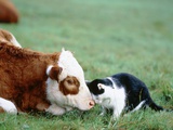 Black and White Cat and Calf Touching Each Other with Heads Fotografie-Druck von Hans Reinhard