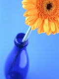 Flower in a vase Fotografisk trykk av Heide Benser Flower in a vase Fotografisk trykk av Heide Benser