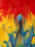 Red and yellow macaw Photographie par Theo Allofs