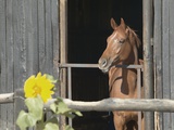 View of a horse in a stable Photographic Print