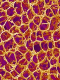 Blood Vessel Cast from Colon of a Rat Lámina fotográfica por Micro Discovery