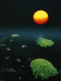 Sun over black lava, Iceland Photographic Print by W. Krecichwost