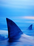 Shark Fins Cutting Surface of Water Photographie par Randy Faris