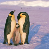 Family of Emperor penguins with fledgling Photographic Print by Goebel 