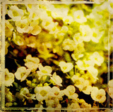 Vintage Garden VII Posters by Amie Mack