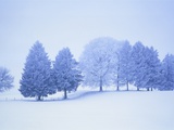 Trees in snow-covered landscape in winter Photographic Print by Herbert Kehrer