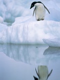 Adelie penguin on ice floe Lámina fotográfica por Theo Allofs Adelie penguin on ice floe Lámina fotográfica por Theo Allofs
