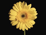Gerbera Daisy Photographic Print by Stacy Morrison