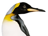 King penguin Photographic Print by Josh Westrich
