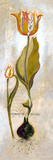 Tulipa Violoncello V Posters by  Augustine
