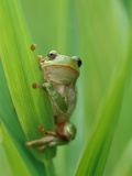 Tree Frog Photographic Print by Markus Botzek