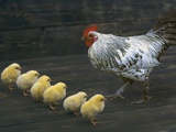 Hen with her chicken Photographic Print by Elmar Krenkel