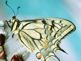 Swallowtail butterfly sitting on a blossom Photographic Print by Oswald Eckstein