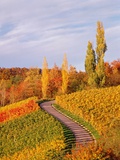 Vineyards and poplars in autumn Photographic Print by Herbert Kehrer