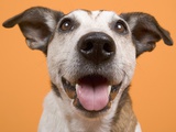 Dog Photographic Print by Ursula Klawitter