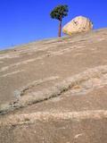USA, California, Yosemite National Park, Pine tree and rock Photographie par Theo Allofs