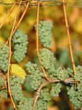 Riesling grapes hanging on vine shoots Photographic Print by Herbert Kehrer