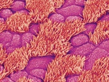 Trachea of a Rat Lámina fotográfica por Micro Discovery