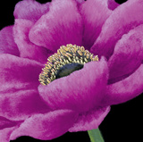 Brilliant Blooms I Prints by Linda Wood