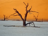 Dying trees at sunset Fotografisk trykk av Eddi Boehnke Dying trees at sunset Fotografisk trykk av Eddi Boehnke