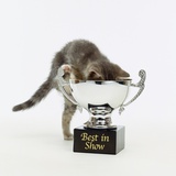 Kitten Climbing into Trophy Photographic Print by Pat Doyle