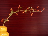 Twig with rose hips in vase Photographic Print by Zoe 